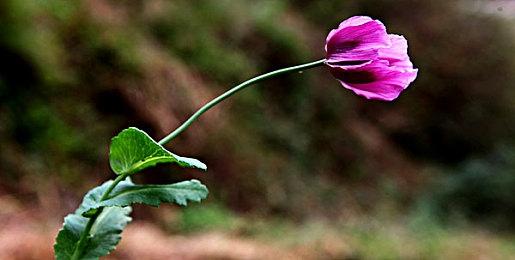 不登校的惩罚 《哭泣少女乐队》官方推出魔性衍生游戏